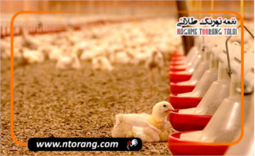 مدیریت محیط سالن مرغداری برای کاهش استرس و افزایش بازده تولید